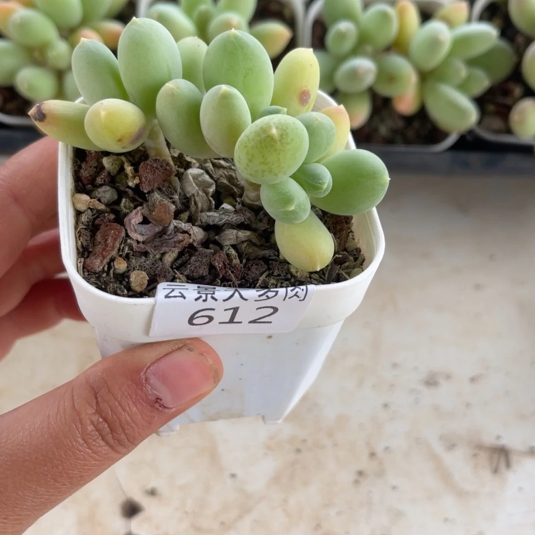 【闪购商品】612。