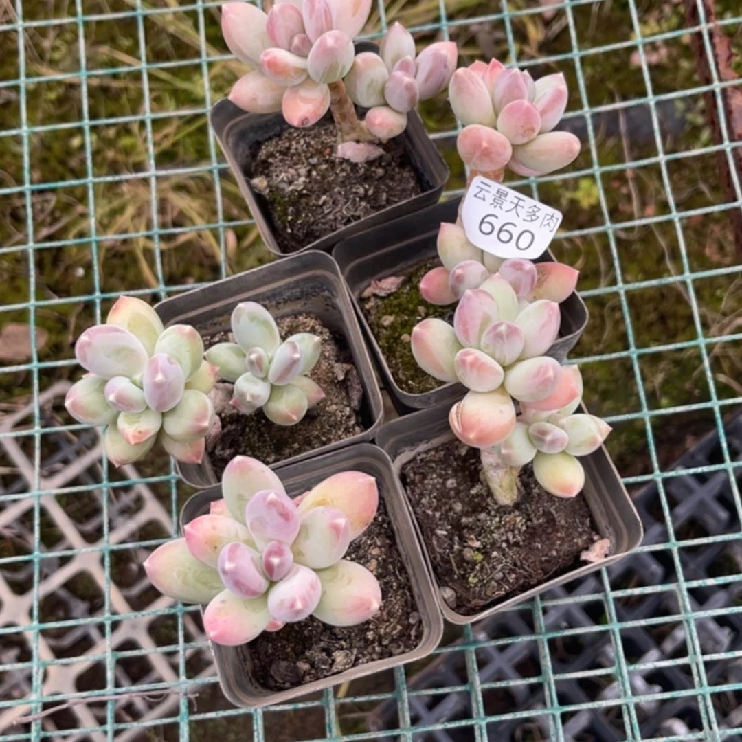 【闪购商品】660。