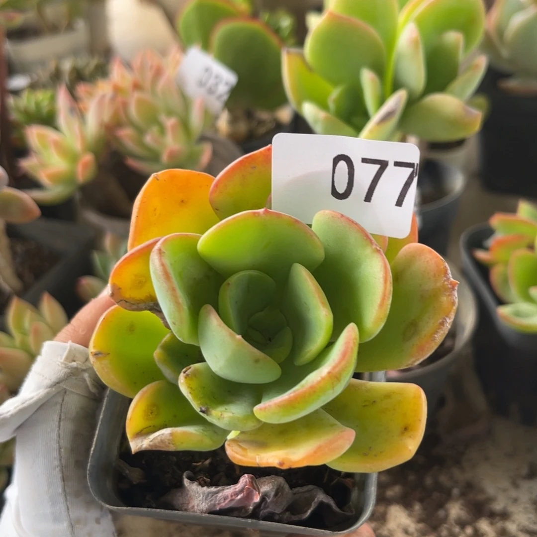 甜橙。 077。  11111111