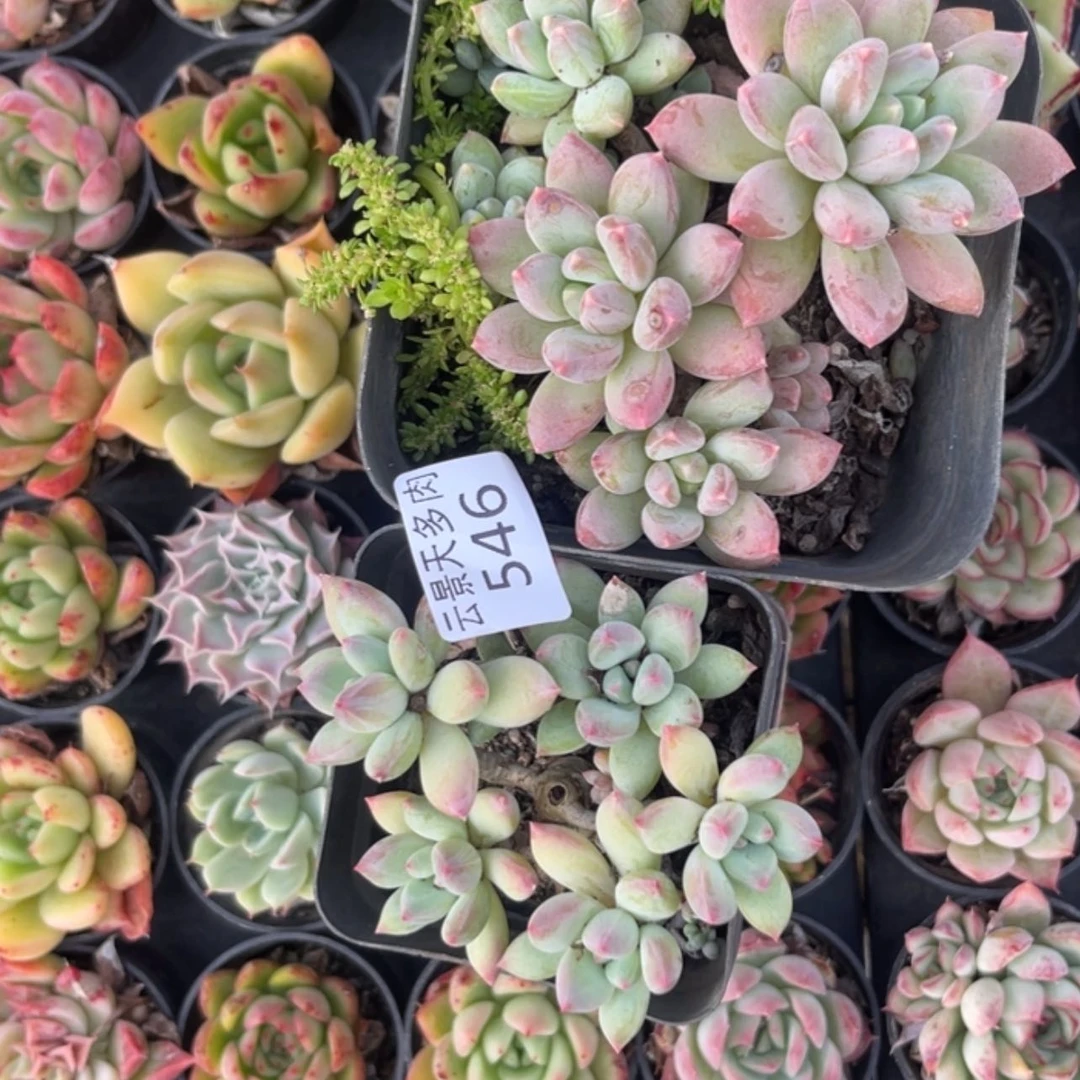 【闪购商品】546。