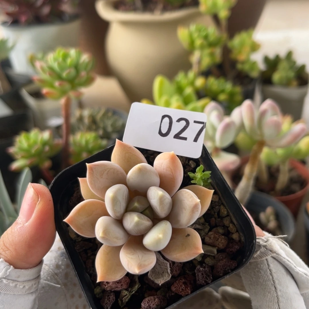厚叶草。 027。  111111111