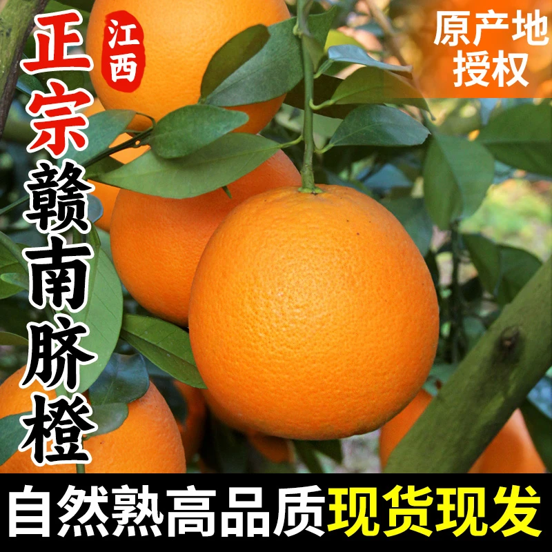 【芳芳专属】赣南脐橙新鲜现摘现发净重4.5斤/9斤原产地