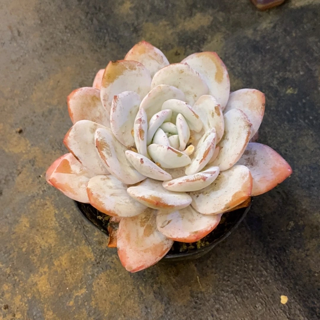 红陶20CM（含）-50CM（不含）莫**