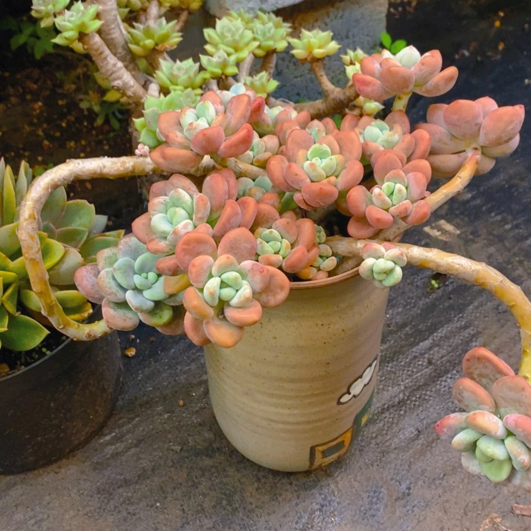 红陶琼****生5555555555555