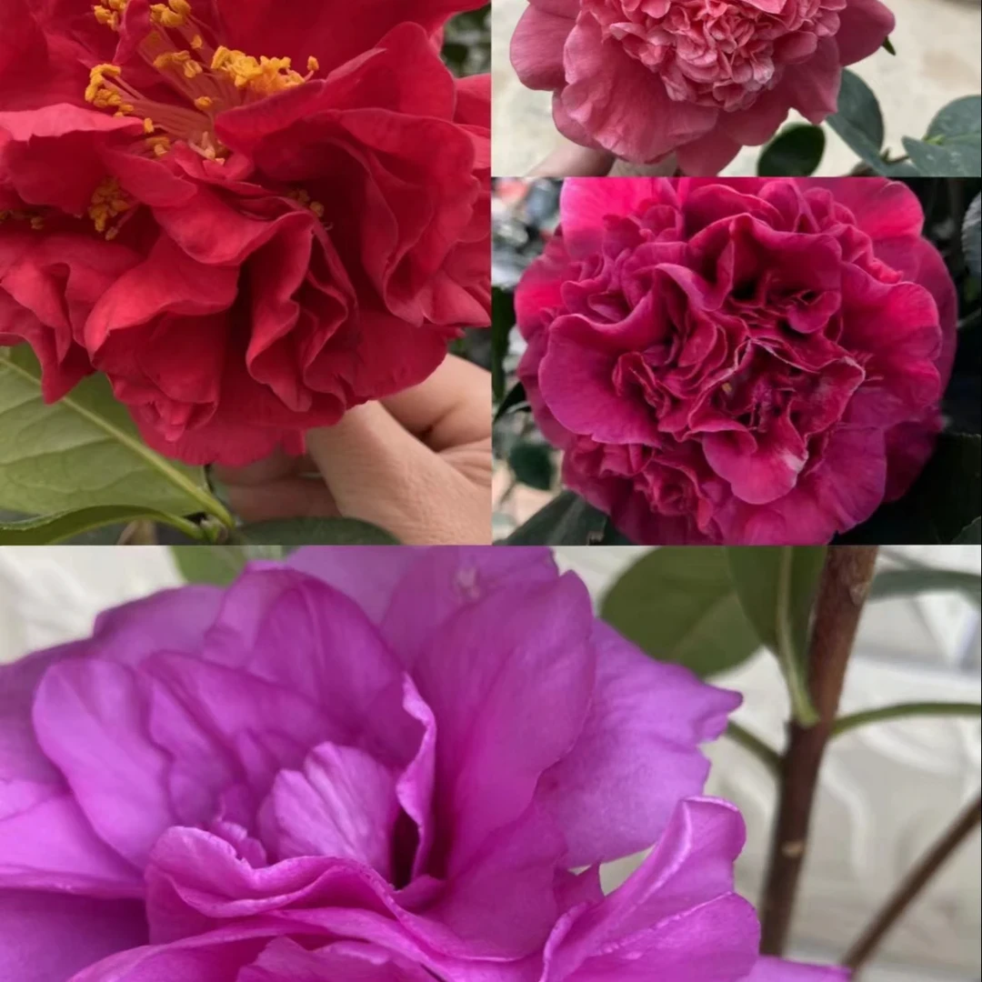 8年新【四季茶】怀 四季茶花盆栽地栽带花苞