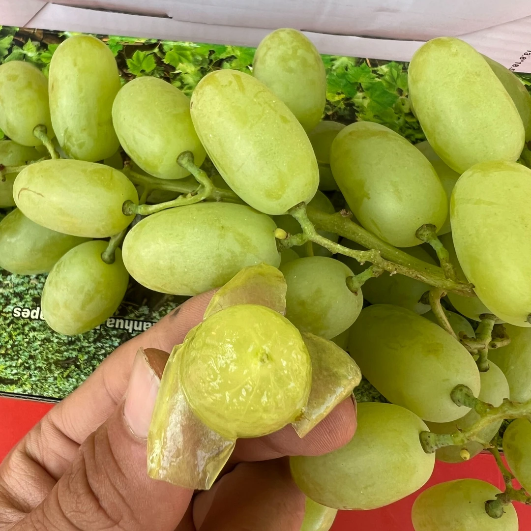 牛奶葡萄（八斤）特殊地区（远）可拍
