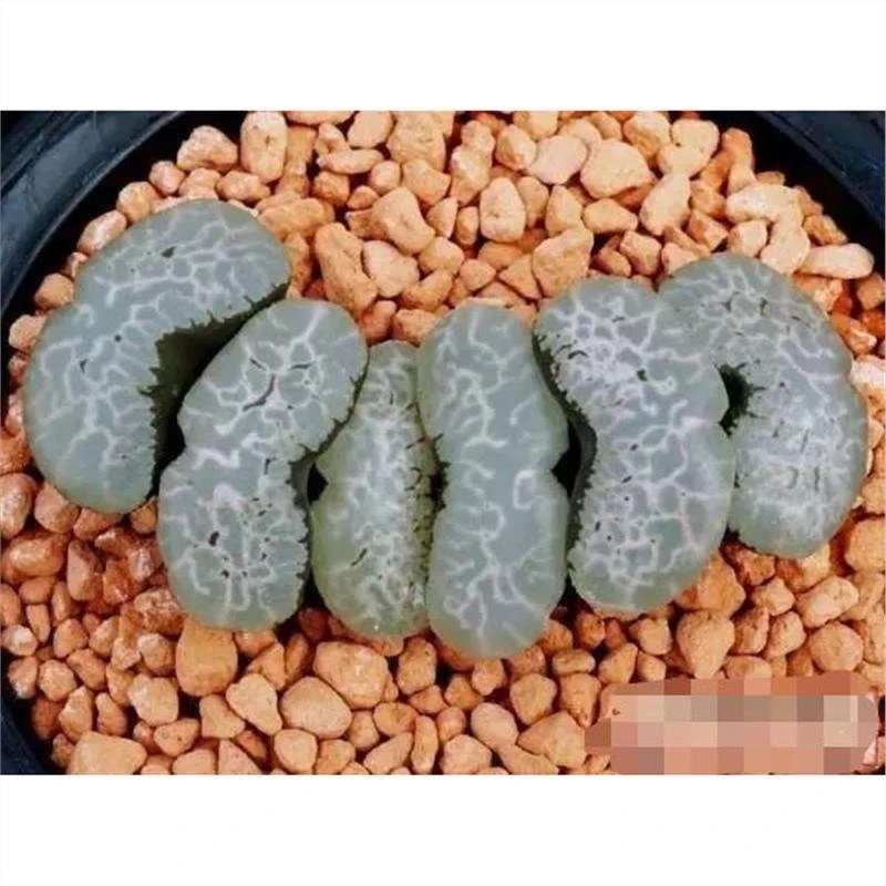 浮藻玉扇纹路明显清晰可见根系好品相佳带盆发货十二卷多肉植物