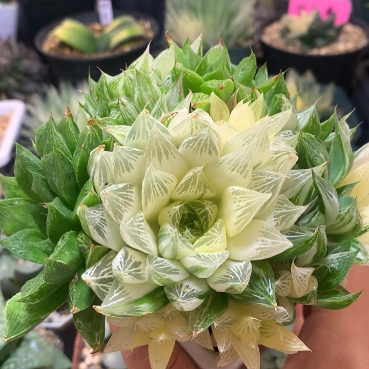 玉露锦带盆土发货有货啦