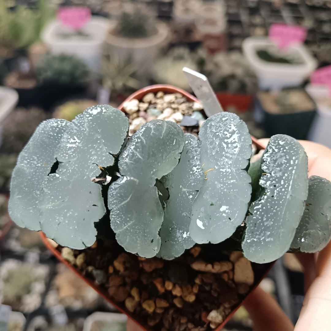 伊sk玉扇十二卷多肉一物一拍