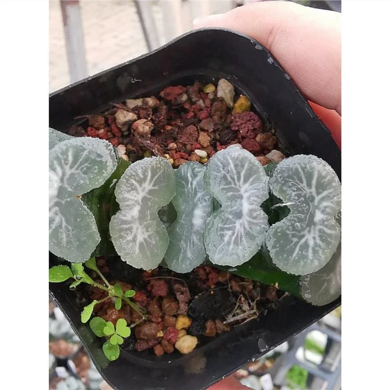 冰湖玉扇纹路明显带盆土发货十二卷多肉植物室内买多肉找肉肉姐