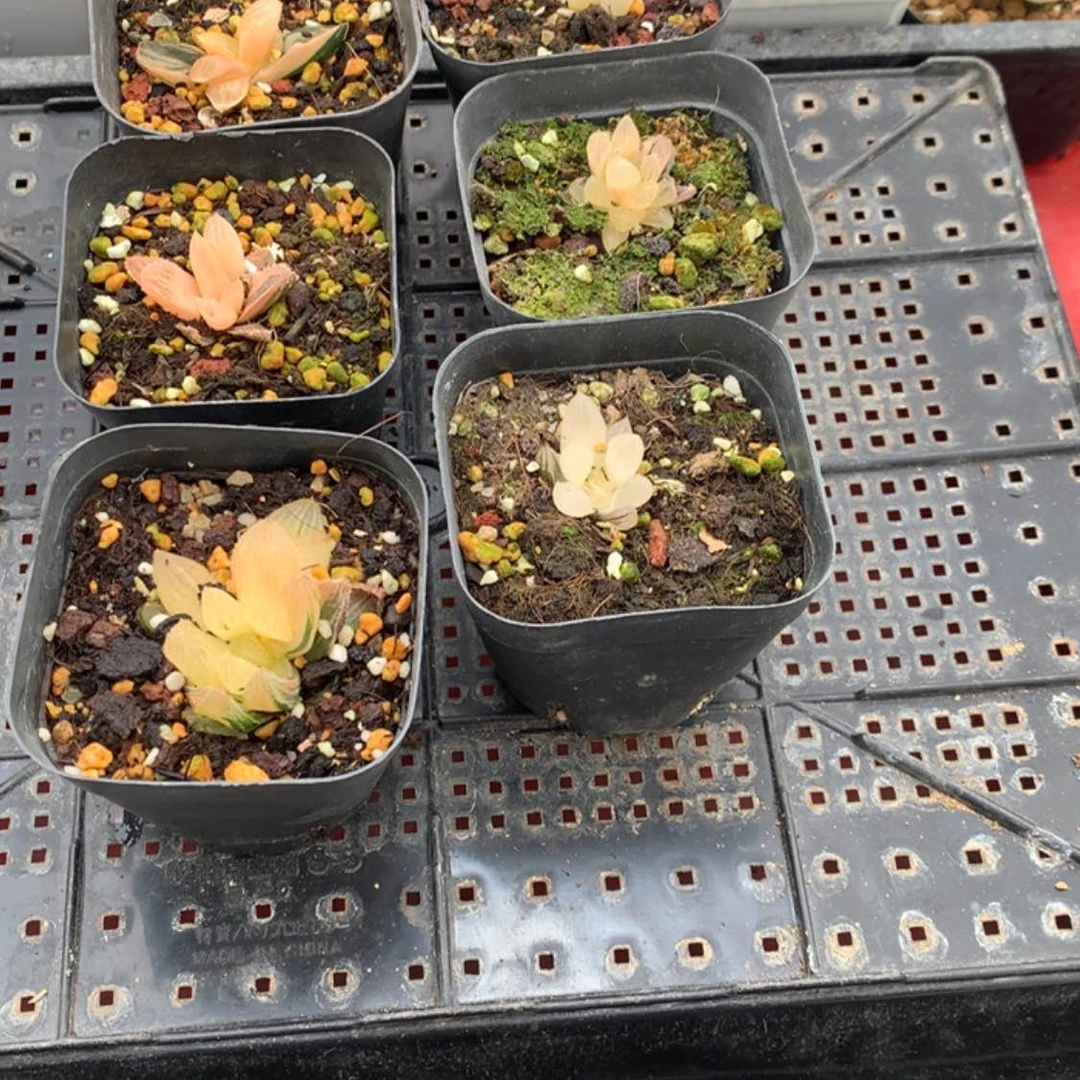 【闪购商品】玉露锦组合