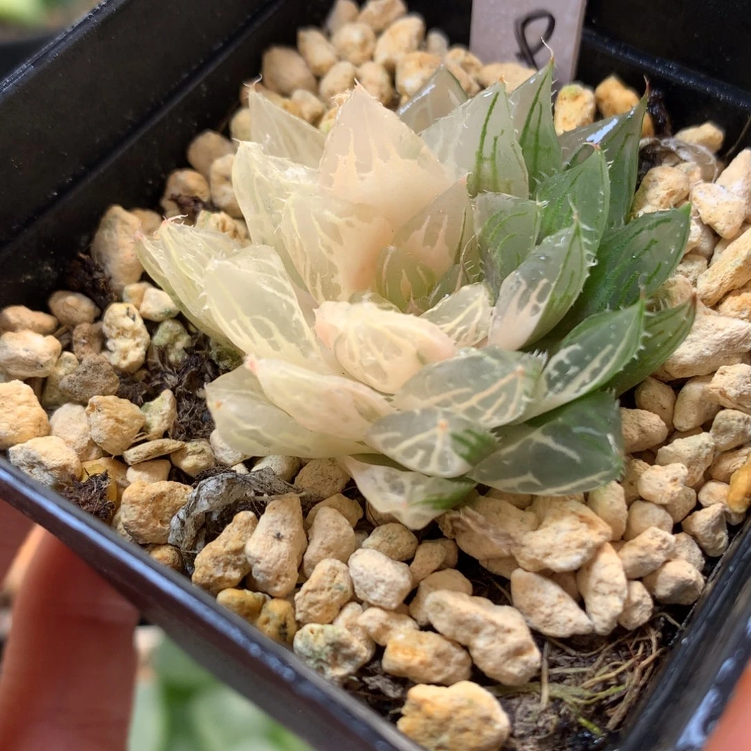 实生大卫玉露锦带盆土