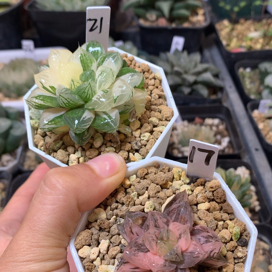 玉露锦带盆土发货