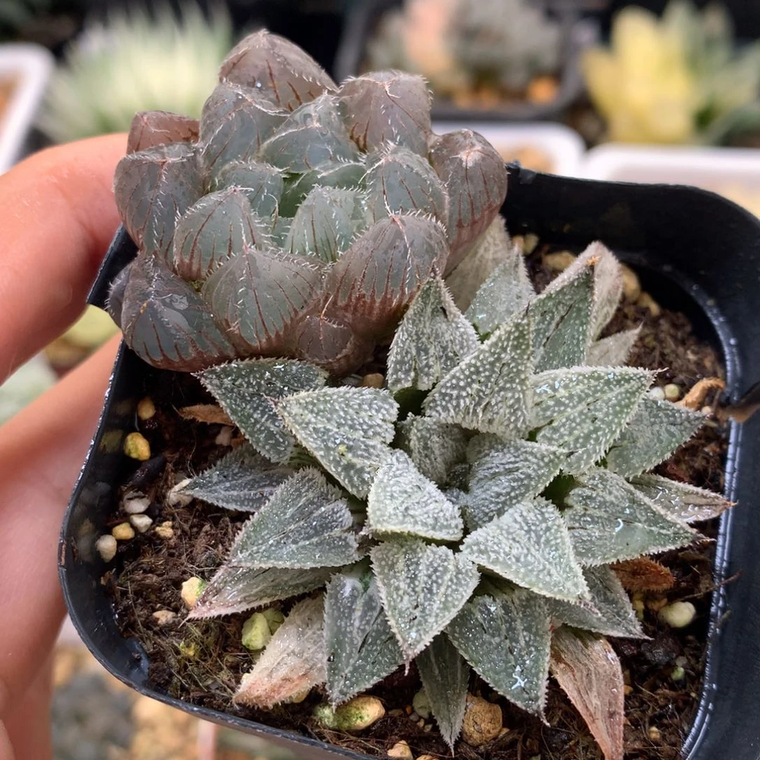 冰魄磨面带盆土发货