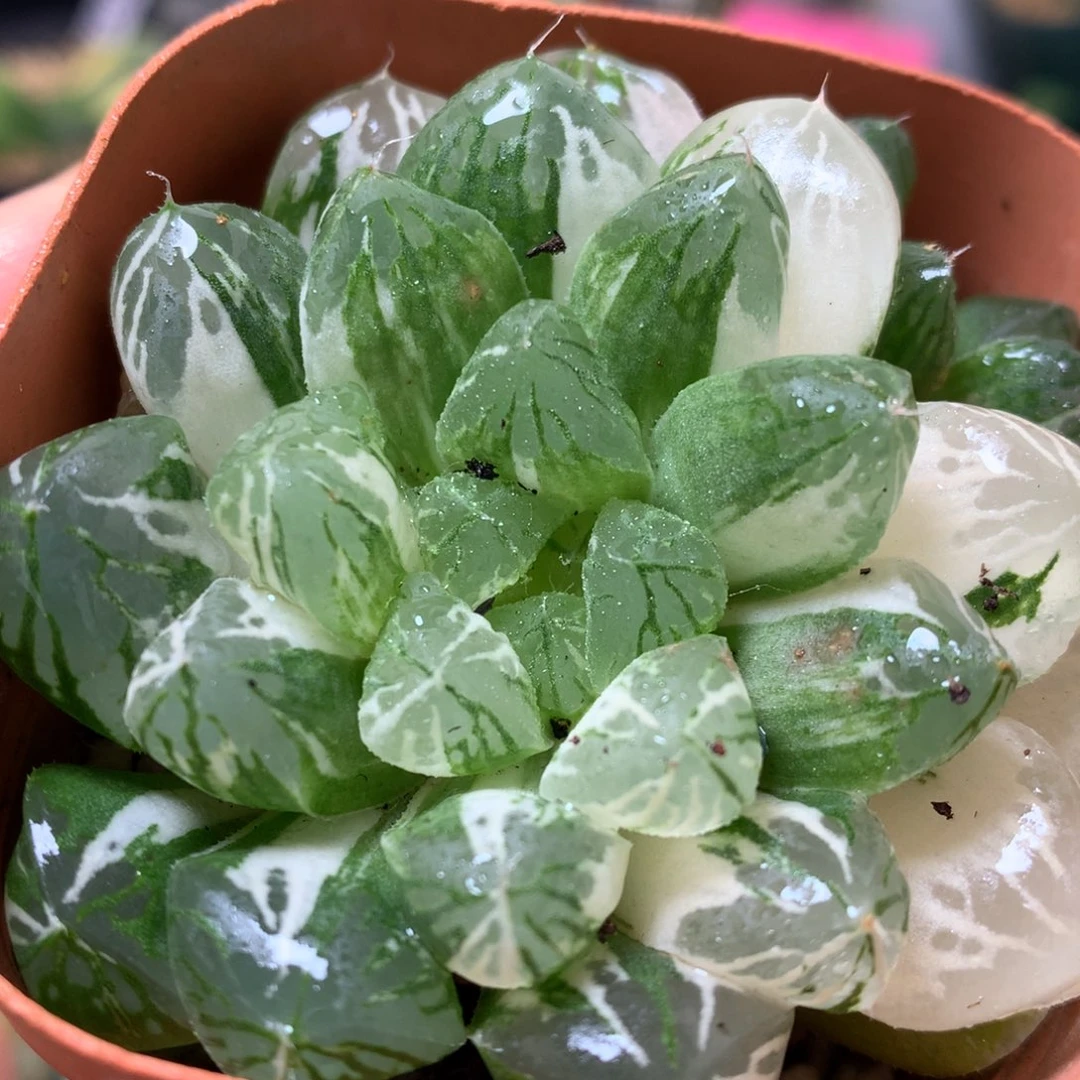 苏州玉露锦带盆土发货