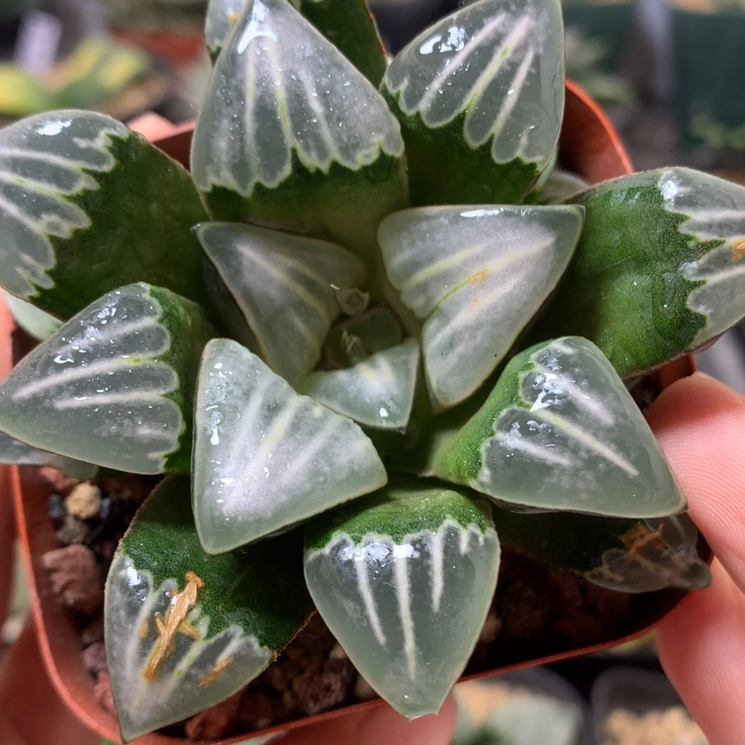 云窗白美人带盆土