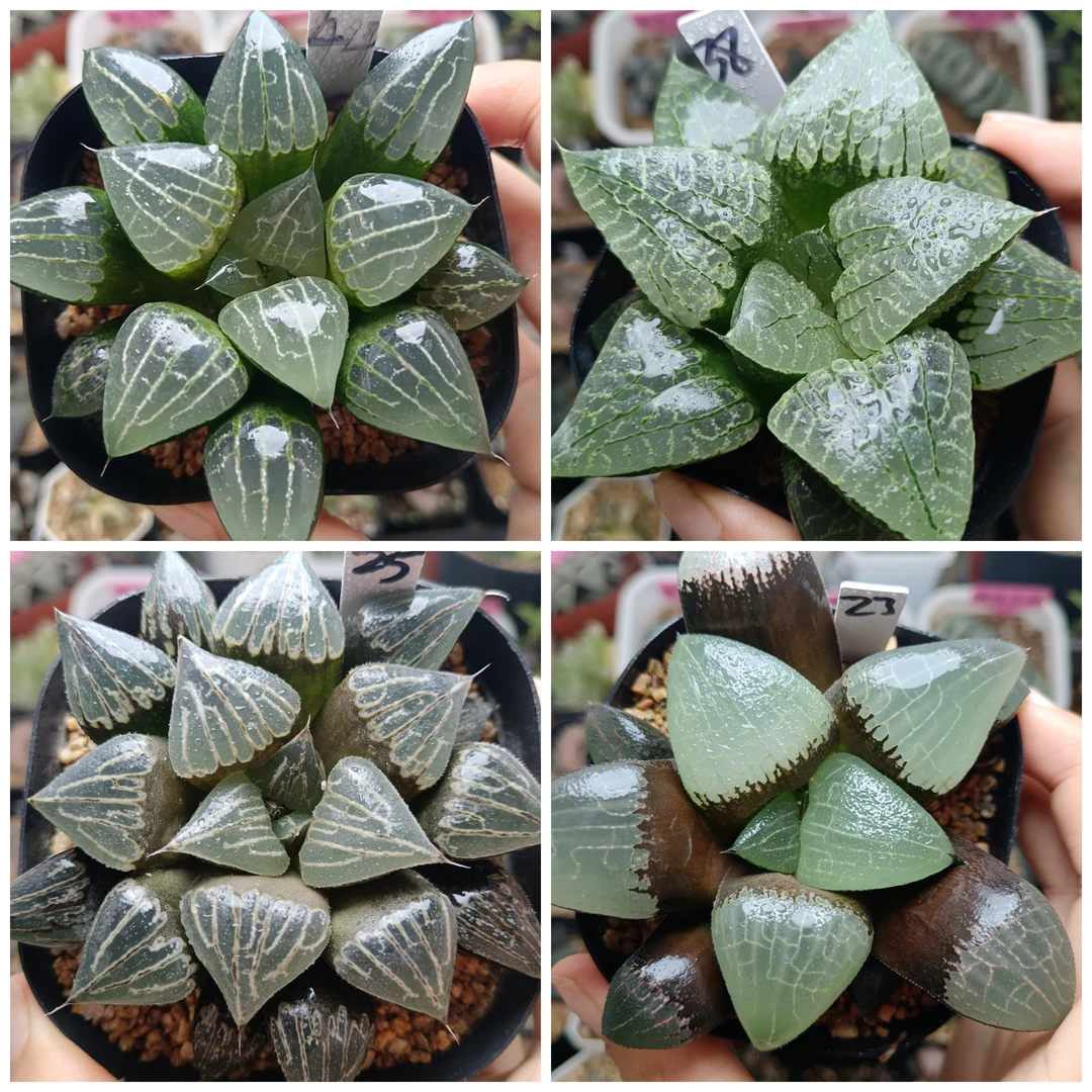 2号优选实生克实生寿十二卷多肉植物一物一拍带盆带土发货8月2号