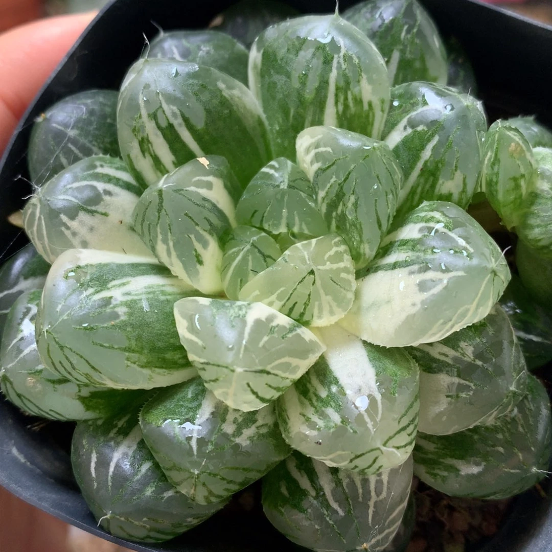 苏州玉露锦带盆土发货
