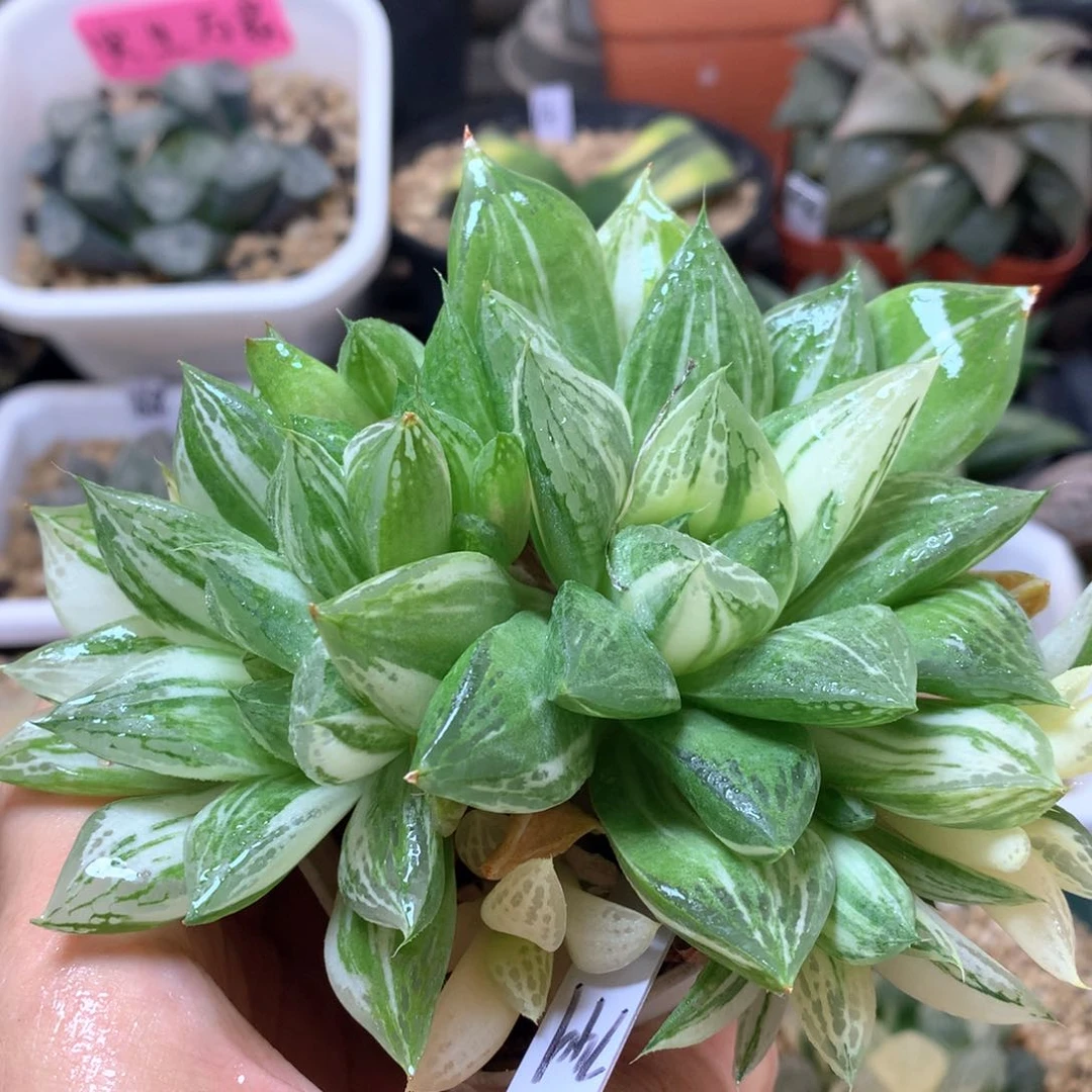 宝草玉露锦带盆土发货