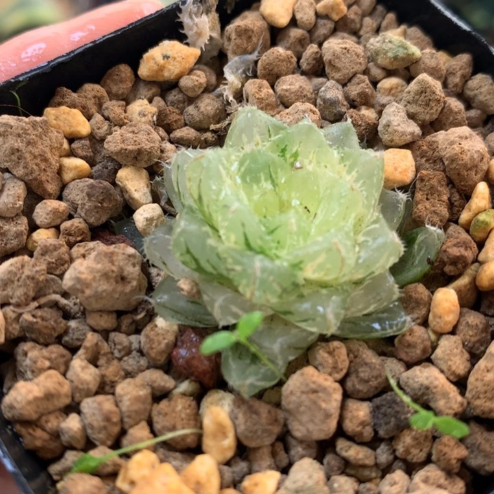 翠云玉露锦带盆土