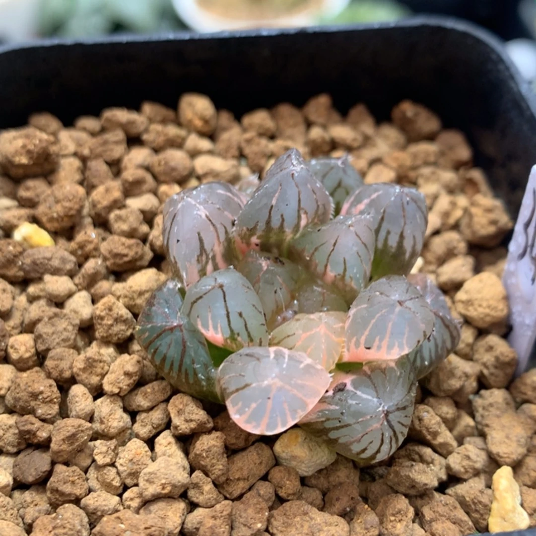 【闪购商品】龙爪玉露锦