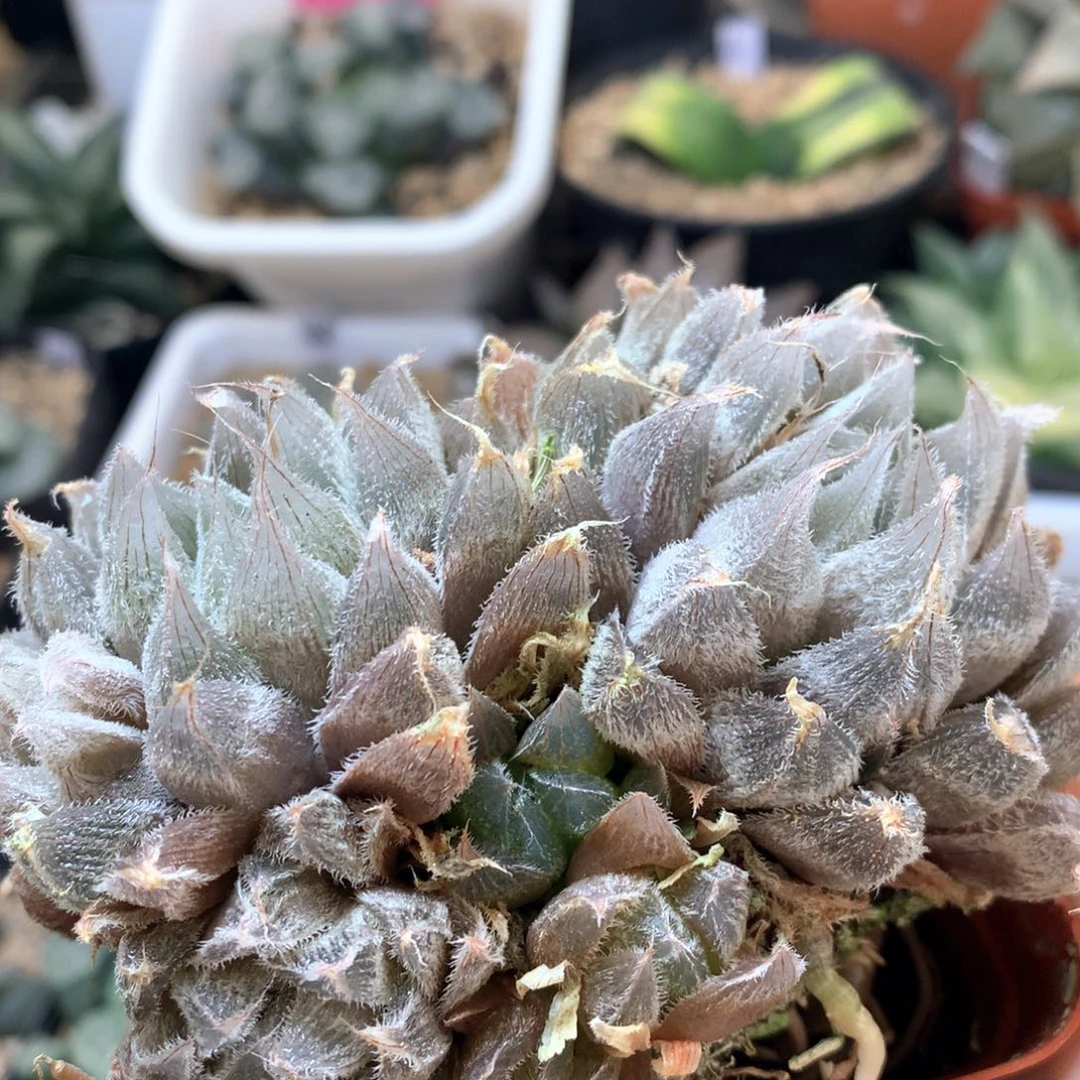 毛玉露群生带盆土发货