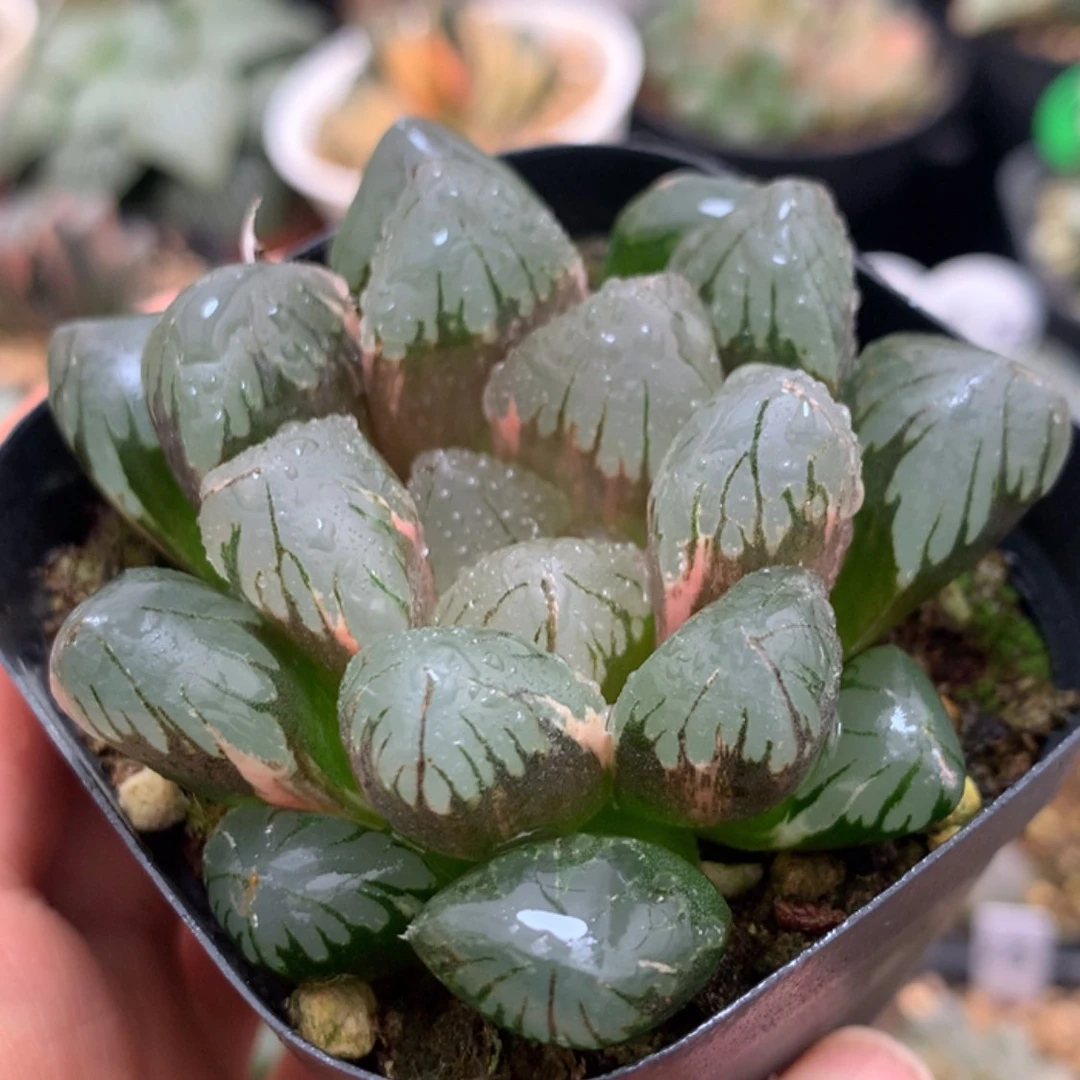 【闪购商品】黑水晶