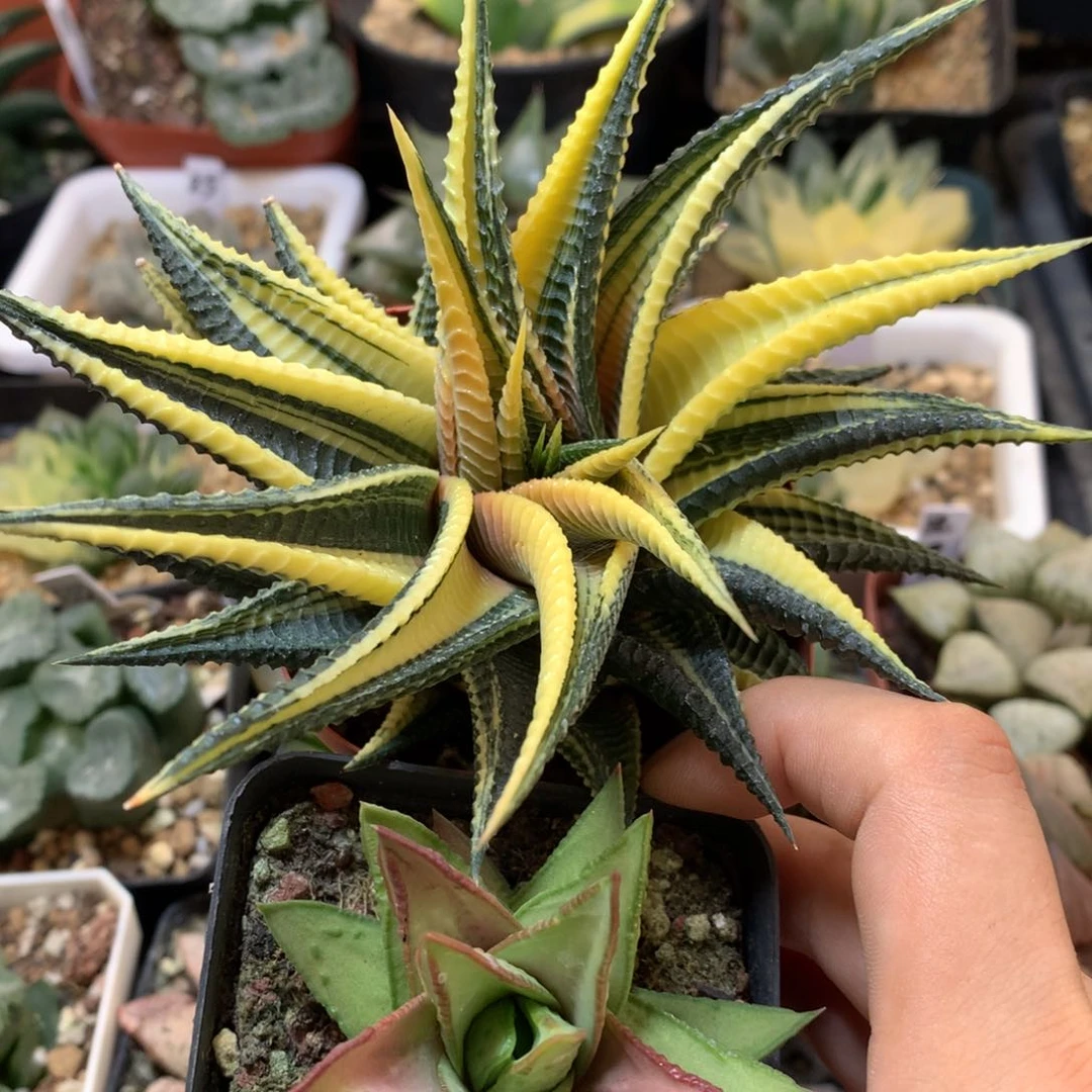 硬叶带盆土发货的