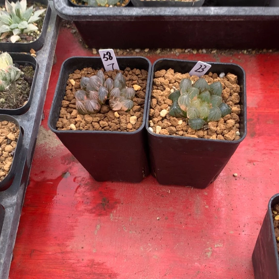 【闪购商品】龙爪玉露锦