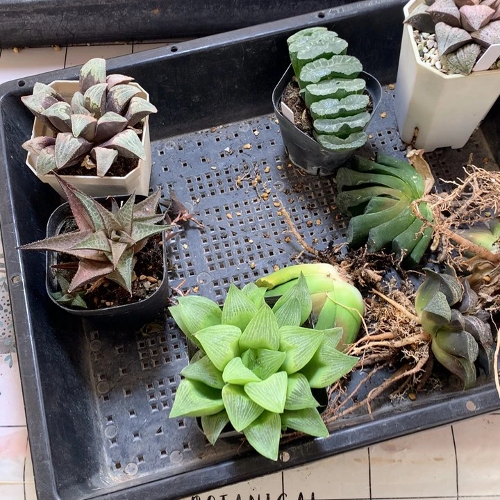 玉露寿玉露思呢露肉De lu