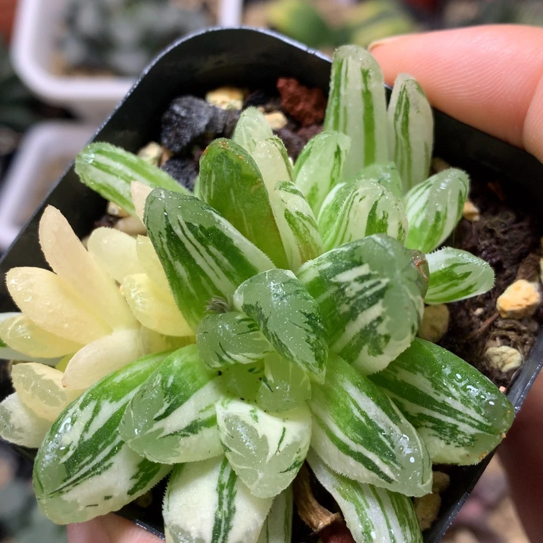 玉万锦带盆土发货