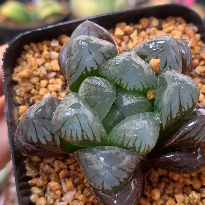 实生玉露带盆土发货