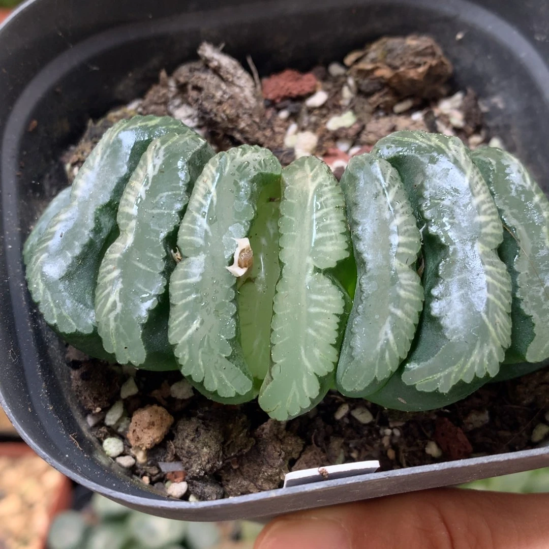 钻石玉扇带盆土发货