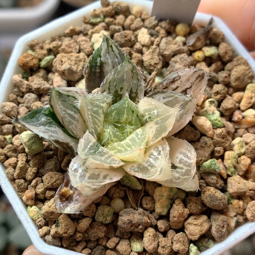 宝莲灯玉露锦带盆土发货