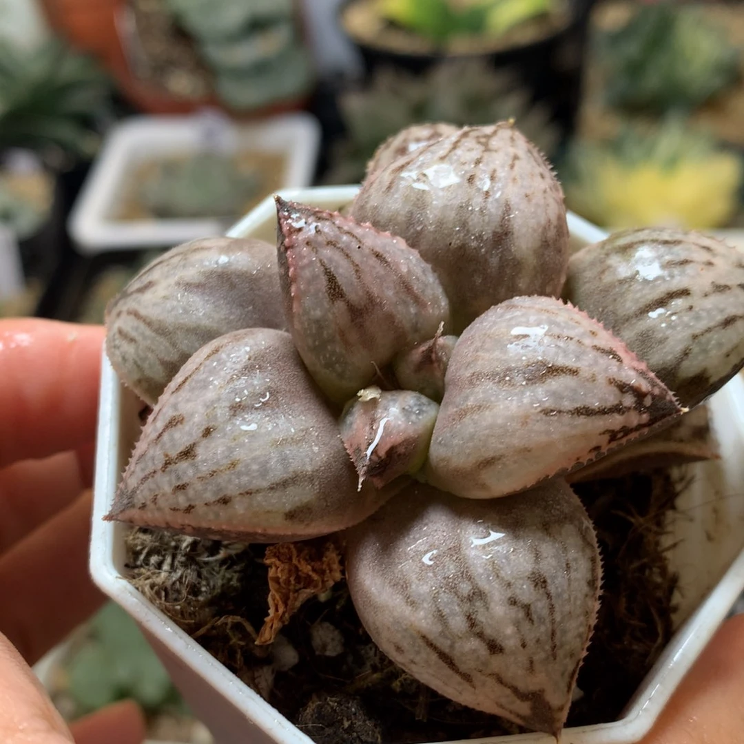 丸叶彗星带盆土发货