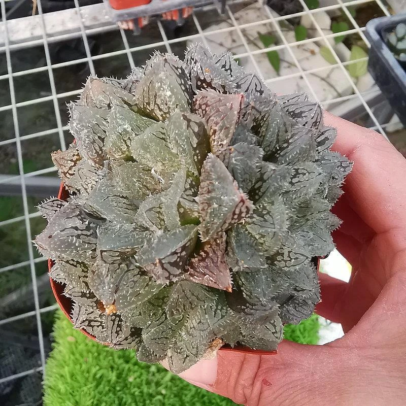 群生魔刺玉露带盆带土发货玉露多肉植物窗面透亮根系好阳台小盆栽