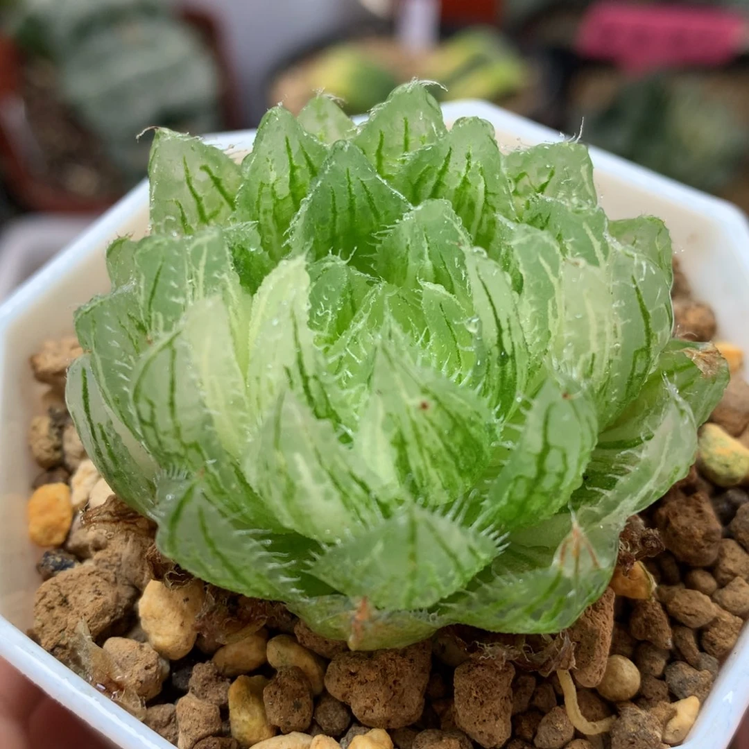 樱水晶玉露锦带盆土发货