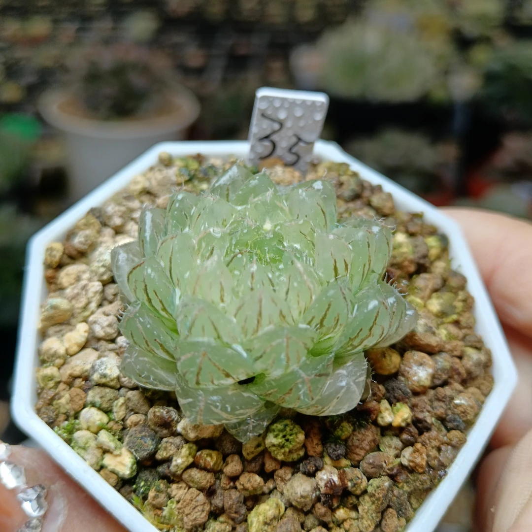 35号翠云玉露锦抖链接一物一拍带盆带土发货4月24号