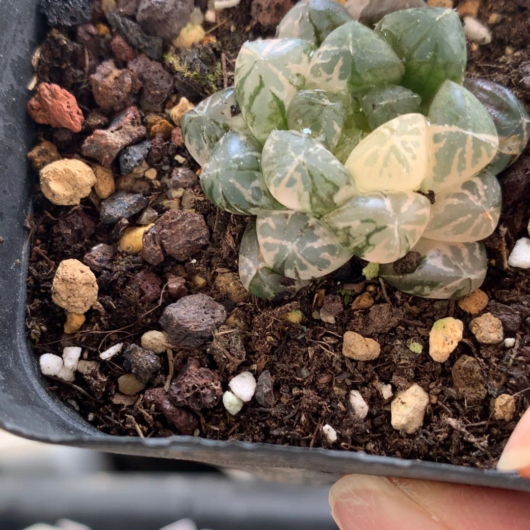 塑料皮玉露锦带盆土发货