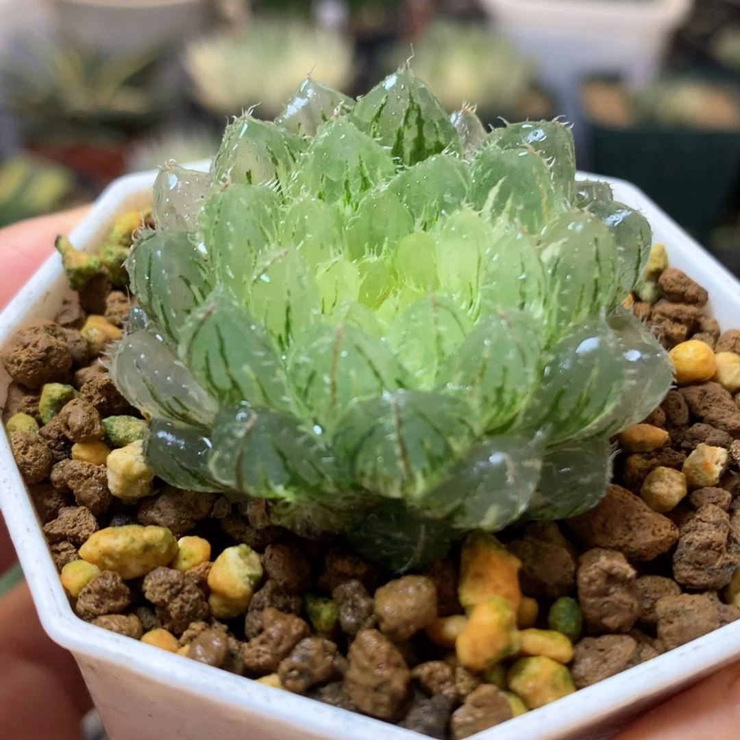 翠云玉露锦带盆土发货