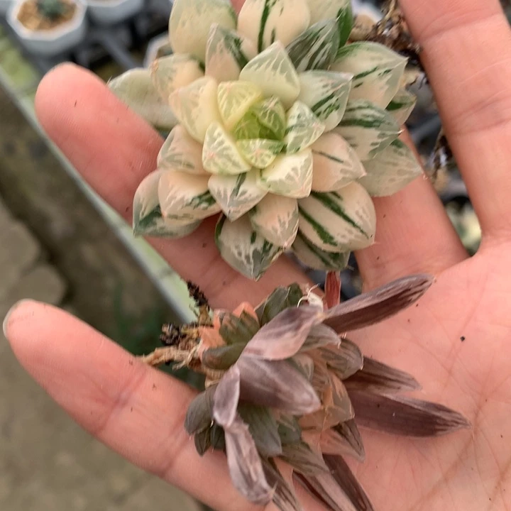 h****y玉露锦带盆土发货头盖