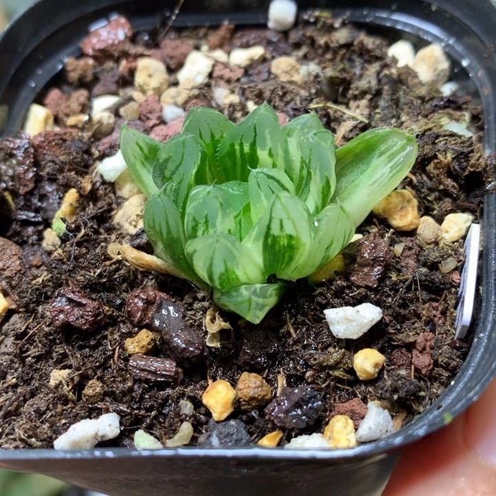 龙鳞玉露锦带盆土