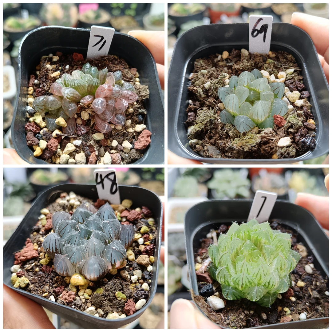 12号玉露锦寿锦十二卷多肉植物一物一拍带盆带土发货9月21日更新