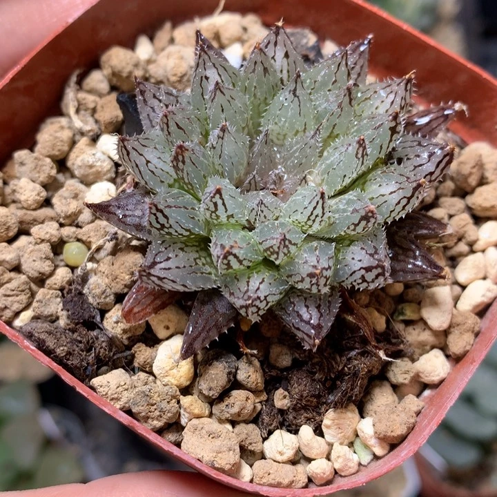 原始种岩兰玉露带盆土