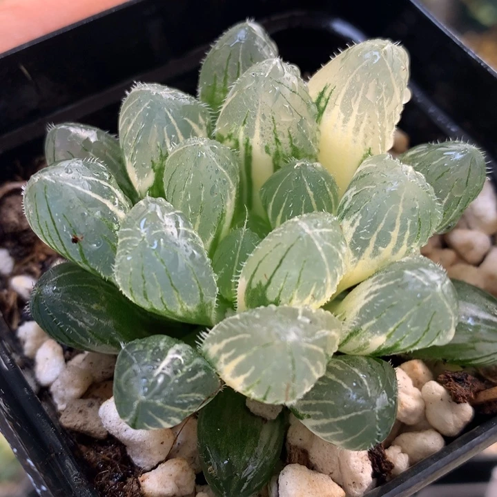 巨大赤线玉露锦带盆土发货