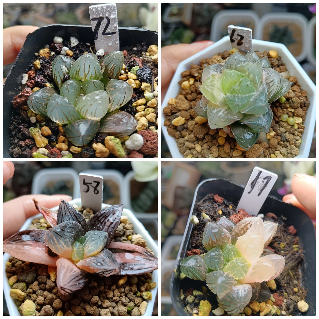 2号玉露锦寿锦十二卷多肉植物一物一拍带盆带土6月22号更新