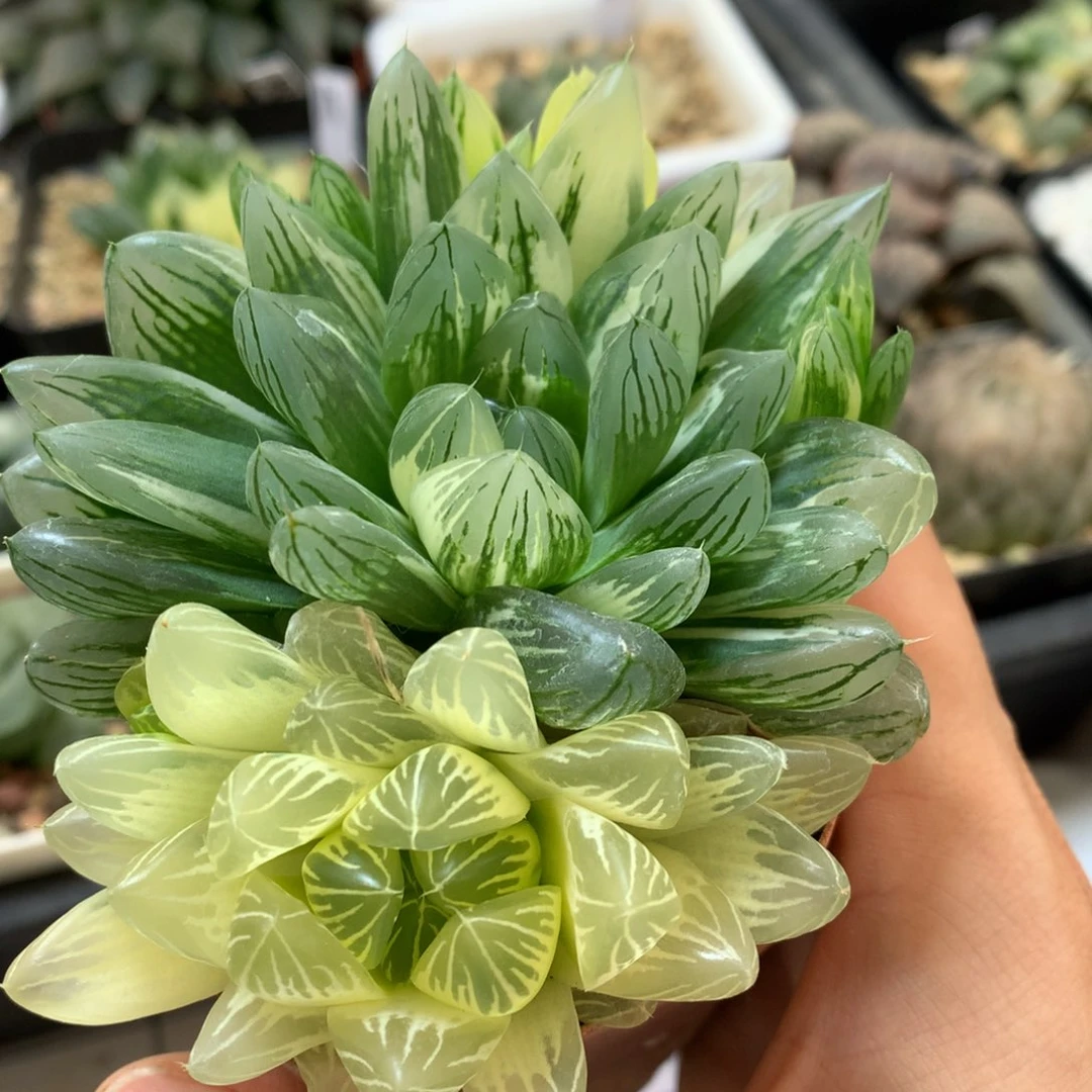 花火玉露锦带盆土发货