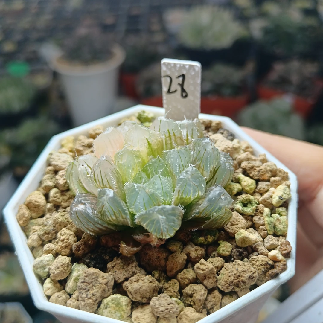 28号冰魄玉露锦抖链接一物一拍带盆带土发货4月24号