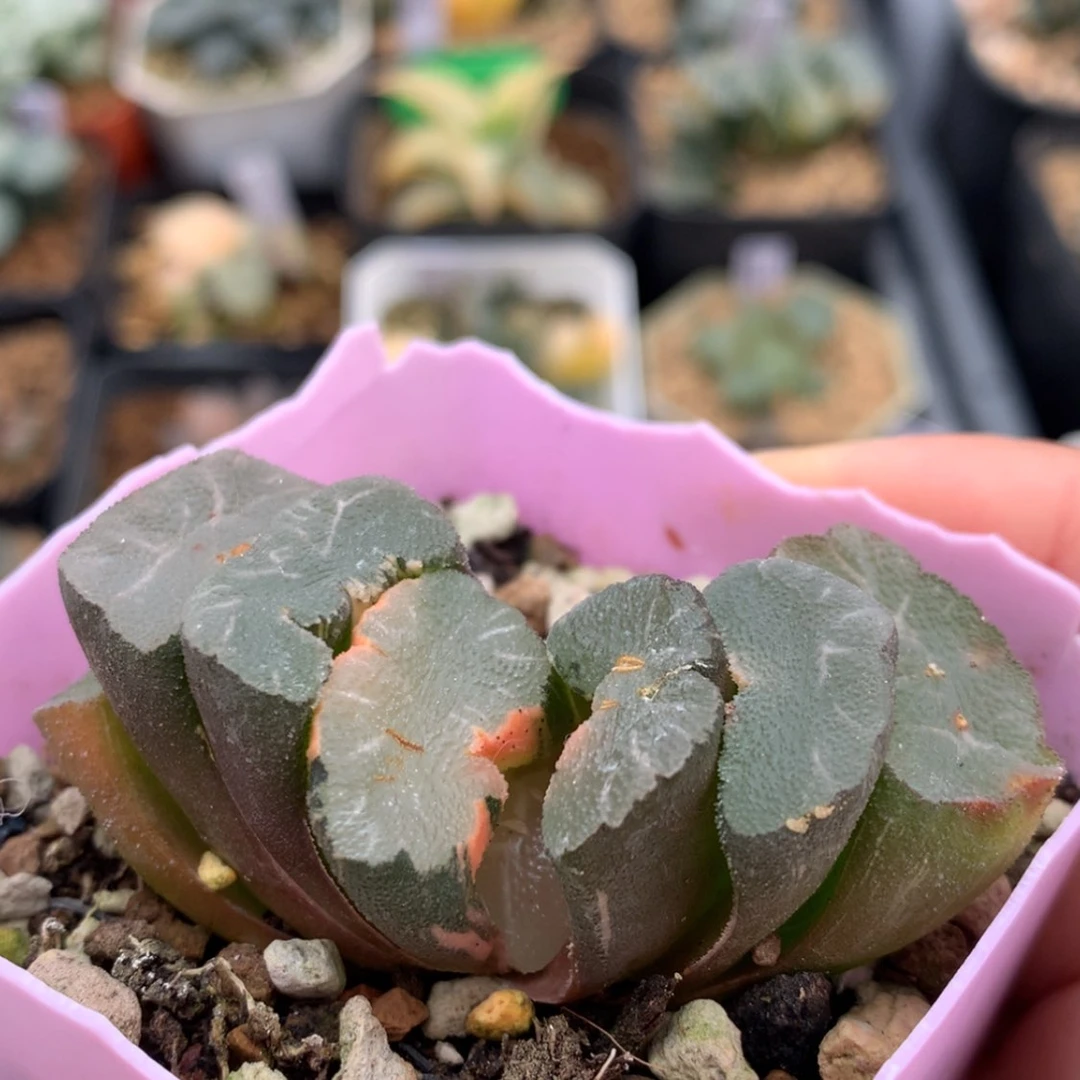 【闪购商品】大绳玉扇锦