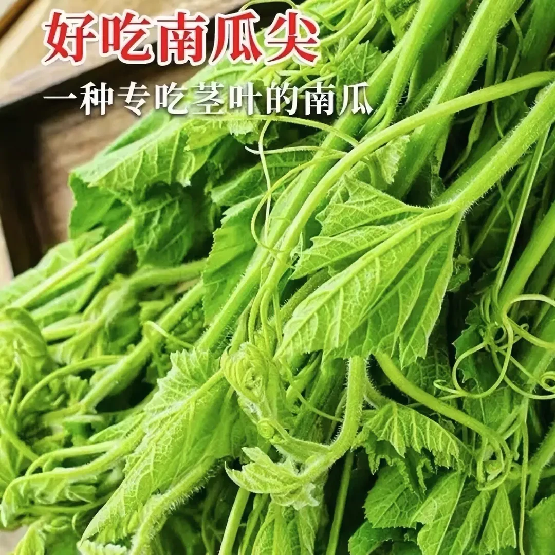 奶油南瓜尖种子专吃南瓜藤种籽春秋季播专吃南瓜藤茎嫩叶瓜果种子